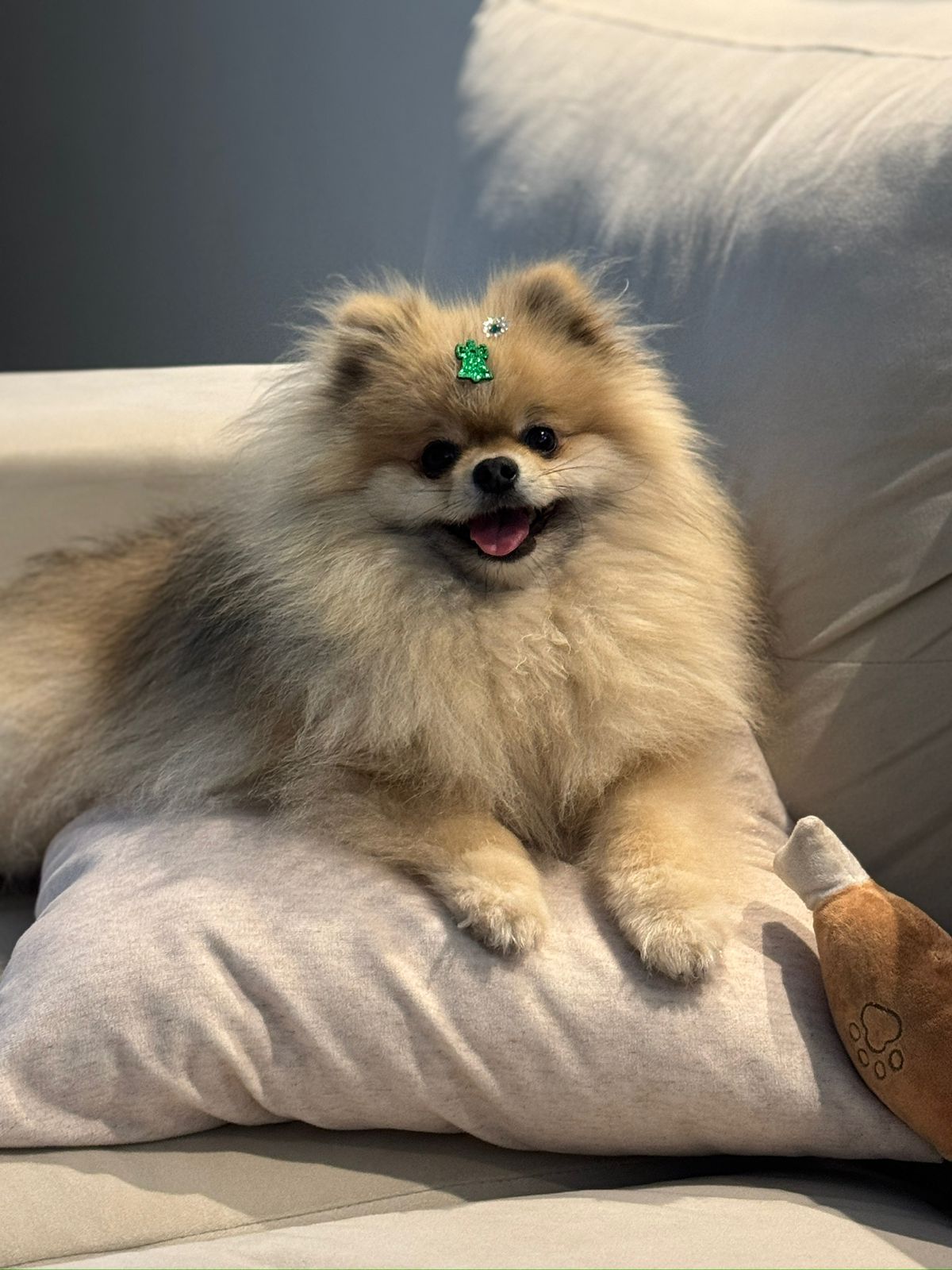 Tutor procura por Zara; a pet fugiu hoje